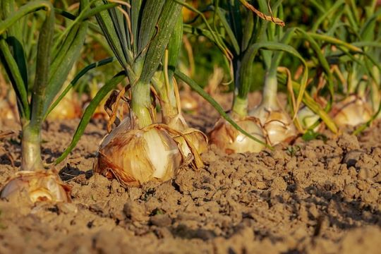 Growing onions