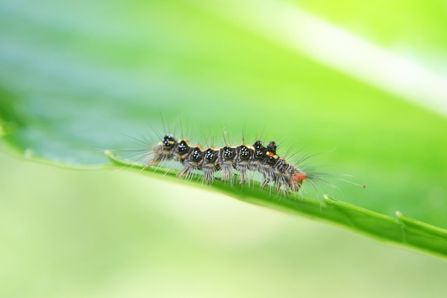 garden pest control