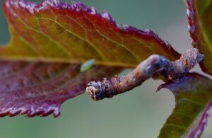 garden pest control