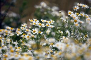 woodland herb chamomile