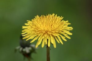 medicial properties of dandelion