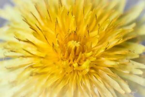 dandelion