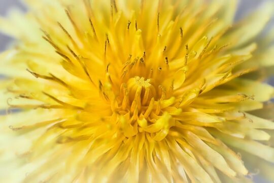 medicial properties of dandelion