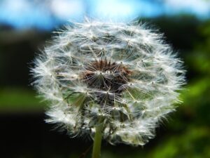 medicinal properties of dandelion