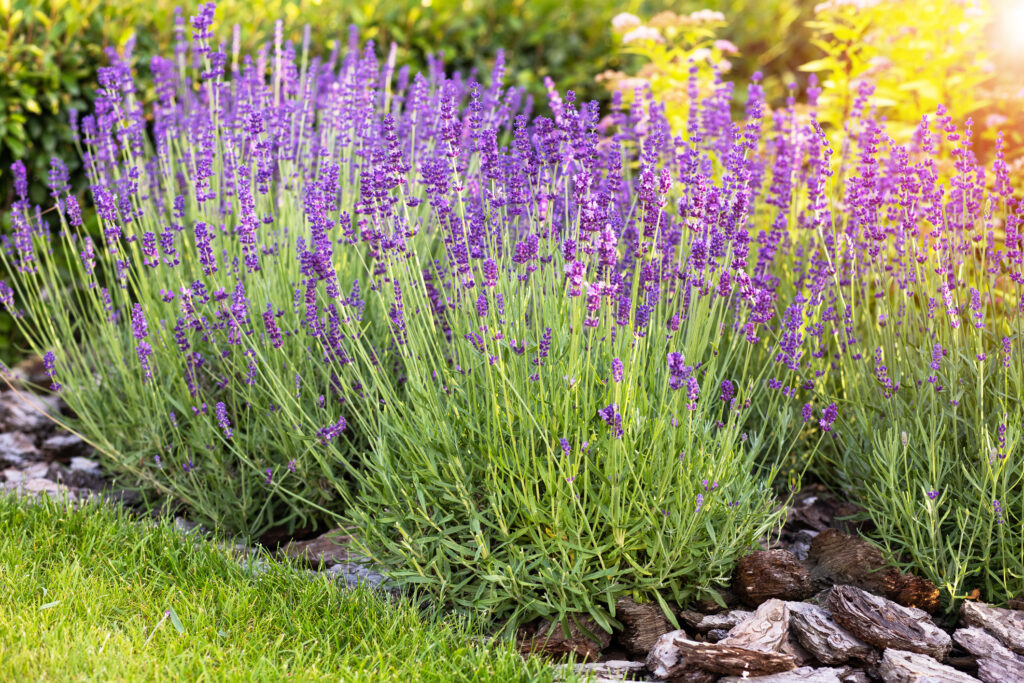 Benefits of lavender