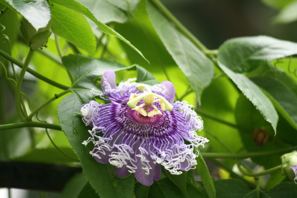 passionflower