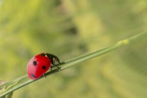 Garden pest control, natural predators