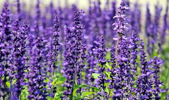 Medicinal Properties of lavender