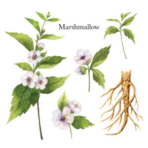 medicinal properties of marshmallow root