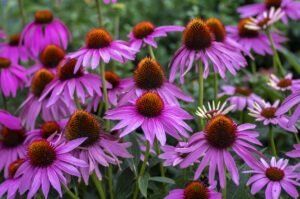 medicinal properties of echinacea