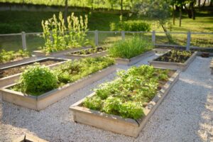 raised bed onion cultivation