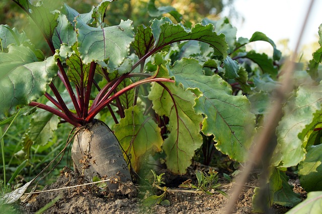 fermenting beets