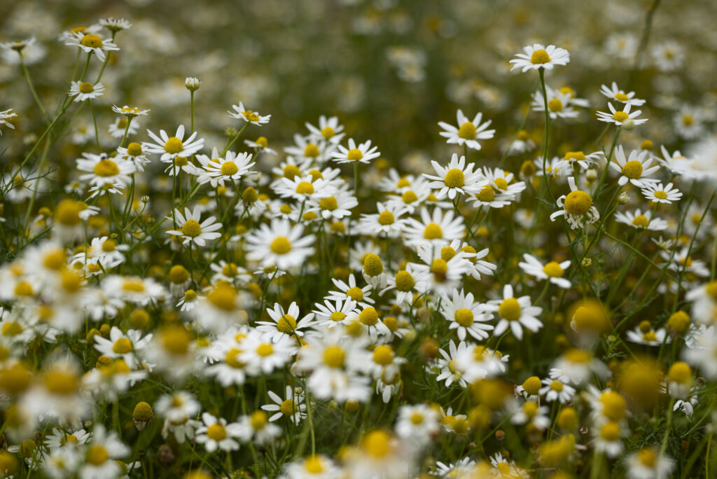 how to grow chamomile