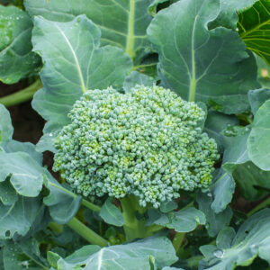 Growing broccoli