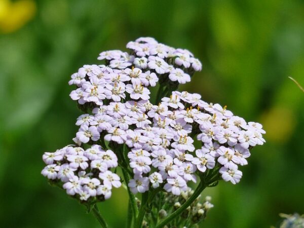 medicinal properties of yarrow