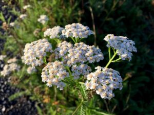 medicinal properties of yarrow