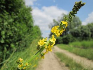 agrimony