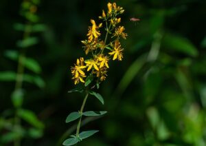 how to grow agrimony