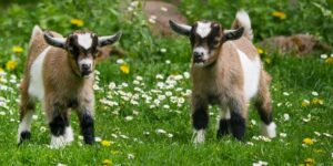 homestead goats