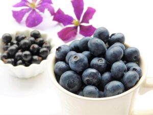 harvesting blueberries