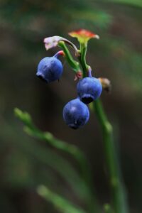 growing blueberries