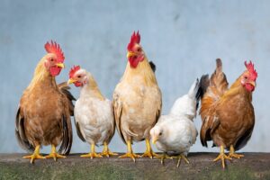 raising chickens