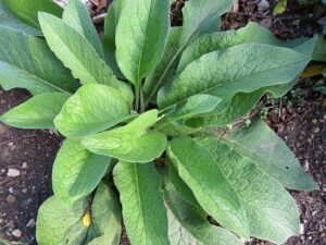 how to grow comfrey