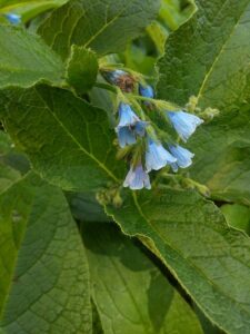 how to grow comfrey