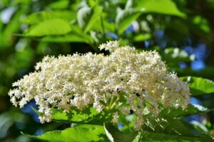 how to grow elderberry