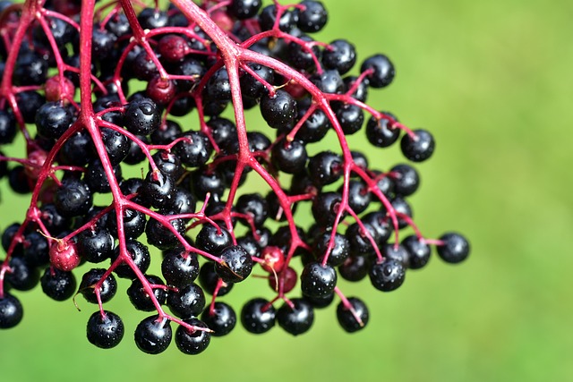 how to grow elderberries