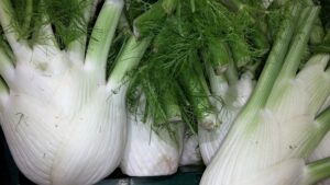 growing fennel in pots