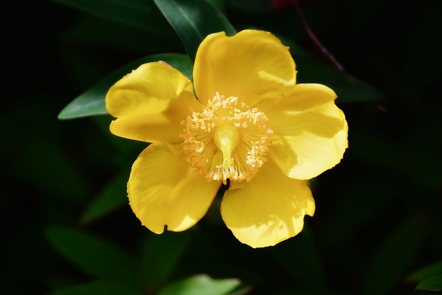 agrimony