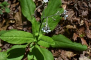 growing comfrey