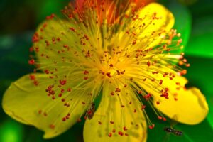 St Johns wort