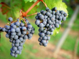 pruning grapes