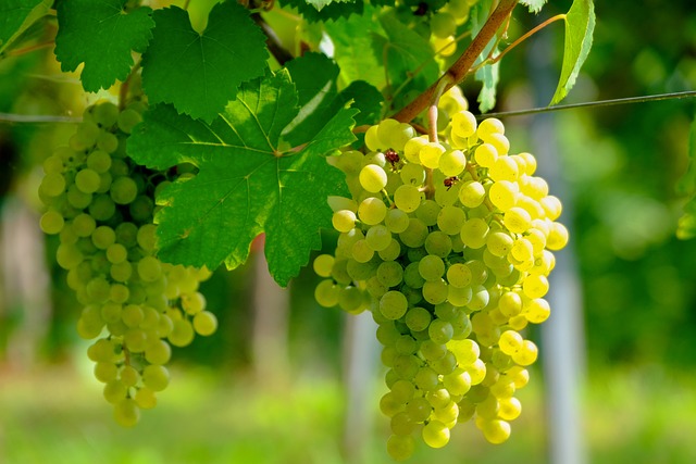 pruning grapes