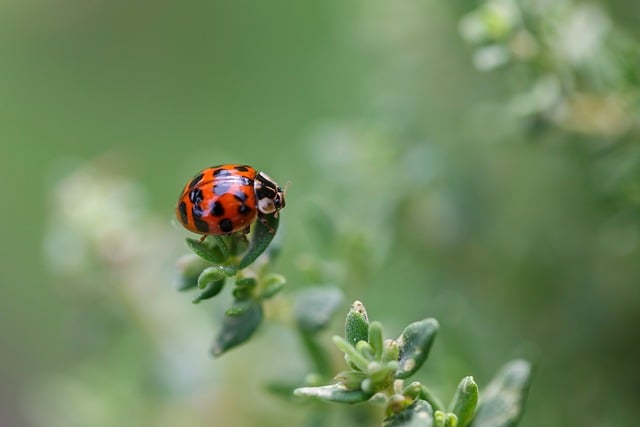 beneficial insects