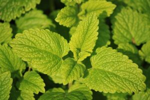 health benefits of lemon balm