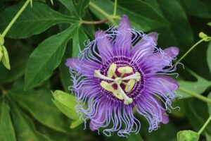 medicinal properties of passionflower