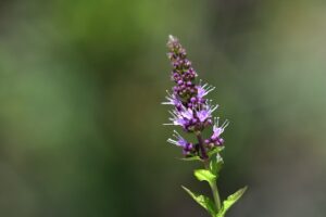 peppermint flower