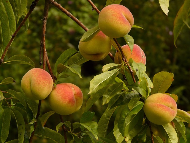 zone 7 fruit trees