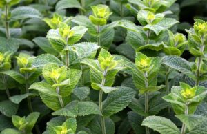 harvesting peppermint