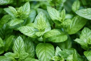 Benefits of peppermint