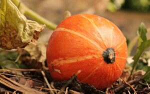 fall gardening