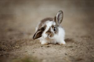 homestead rabbits