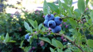 how to gorw blueberries