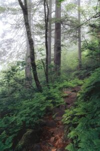 woodland herbs