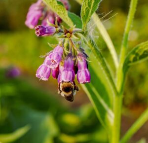 How to grow comfrey