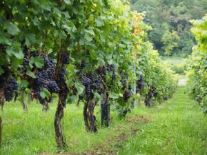 trellising grapevines