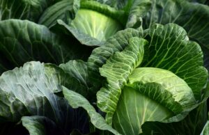 cabbage companion planting